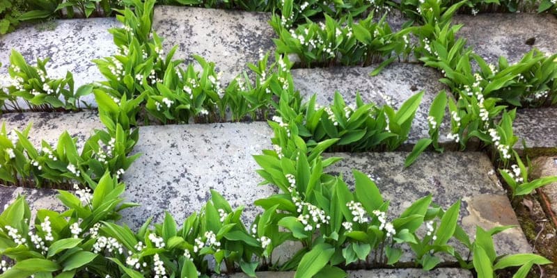 Hoa lan chuông tô điểm cho không gian thêm đẹp mắt