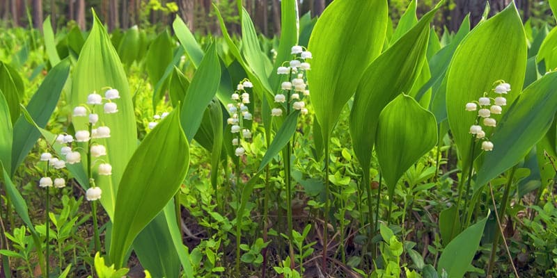 Hoa lan chuông tỏa hương thơm ngát