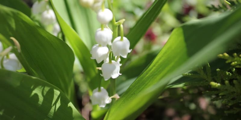 Hoa lan chuông với sắc trắng trong ngần