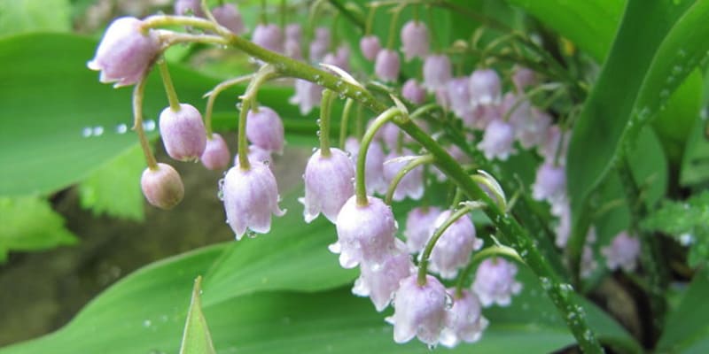 Hoa linh lan biểu trưng cho những ý nghĩa tốt đẹp trong đời sống