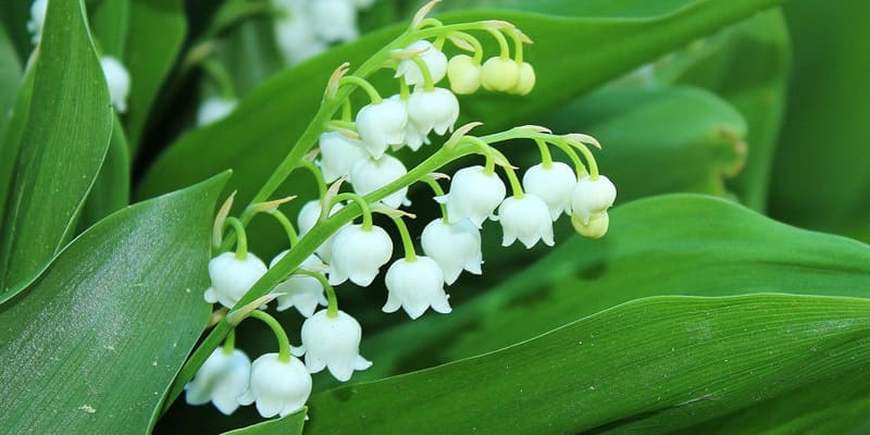 Hoa linh lan gắn liền với nhiều sự tích ý nghĩa