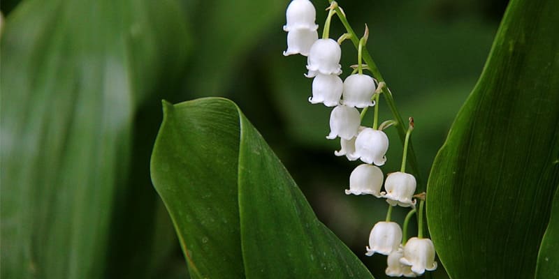 Hoa linh lan là giống hoa được yêu thích trên thế giới