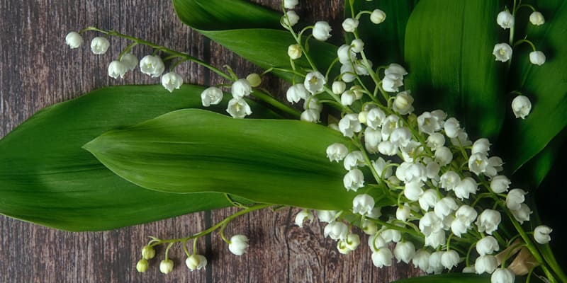 Hoa linh lan xuất hiện trong nhiều tác phẩm nghệ thuật