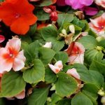 Hoa mai địa thảo