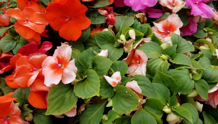 Hoa mai địa thảo