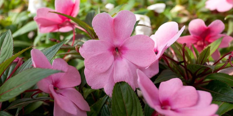 Hoa mai địa thảo là giống cây hoa cảnh rất đẹp mắt