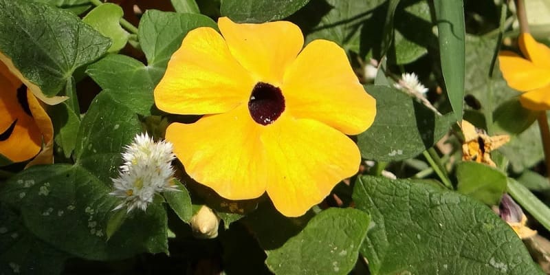 Hoa mắt huyền có thể làm quà tặng ý nghĩa