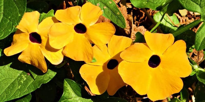 Hoa mắt huyền là cây hoa đẹp rất phổ biến