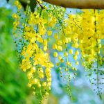 Hoa muồng hoàng yến