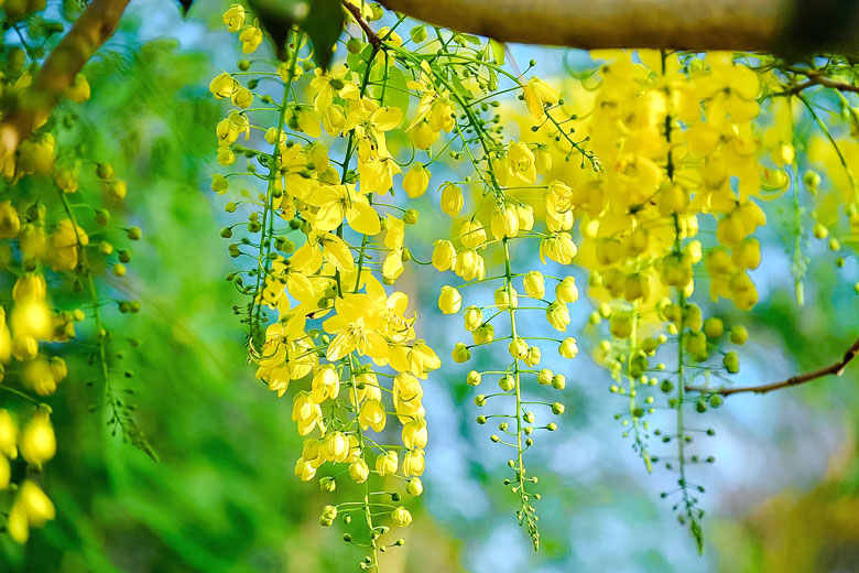 Hoa muồng hoàng yến