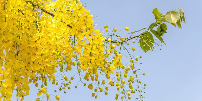 Hoa muồng hoàng yến là quốc hoa của đất nước Thái Lan