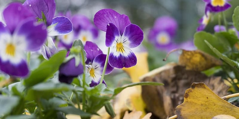 Hoa păng xê là loài hoa nổi tiếng