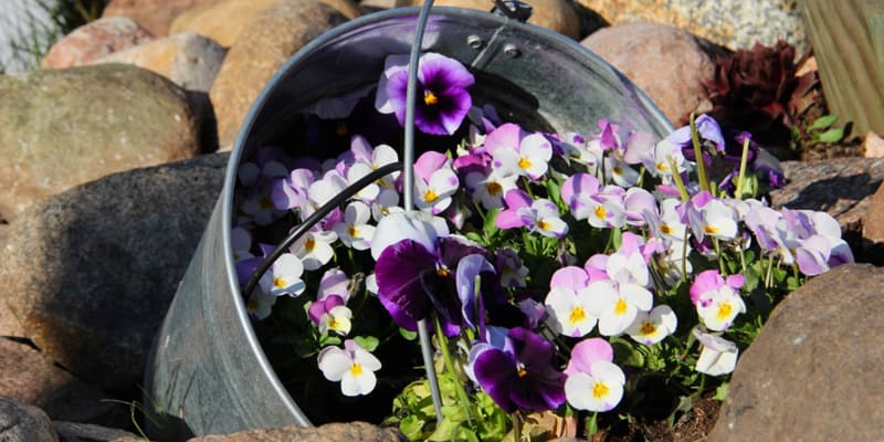 Hoa phăng xê nhiều màu sắc đẹp mắt