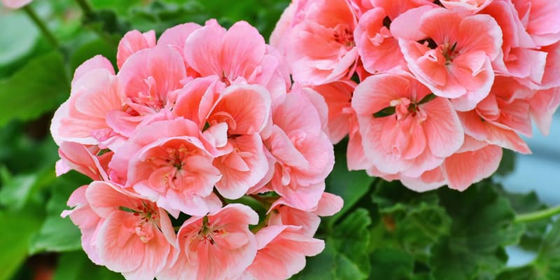 Hoa phong lữ là loài hoa cảnh đẹp mắt