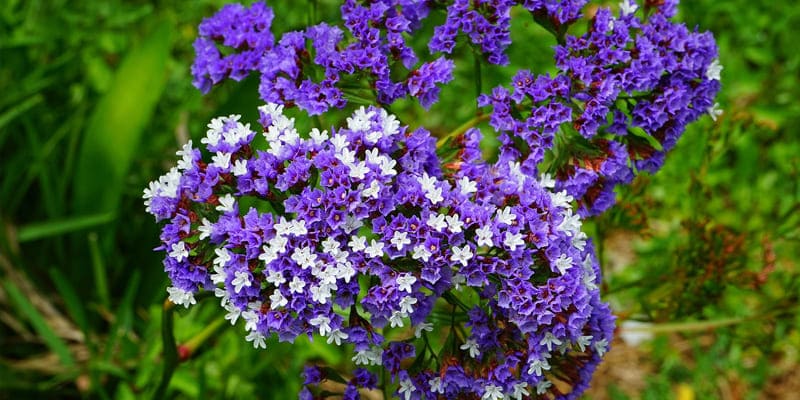 Hoa Salem vừa trang trí vừa tốt cho sức khỏe