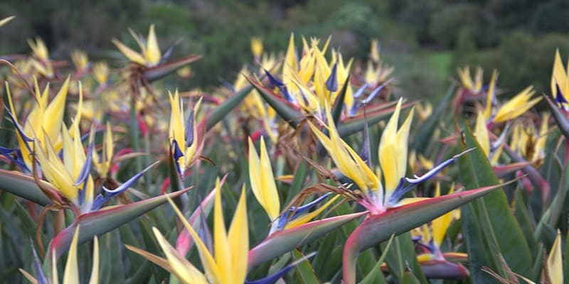 Hoa thiên điểu xuất hiện nhiều trong thơ ca