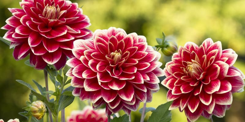 Hoa thược dược là giống hoa bắt nguồn từ Mexico