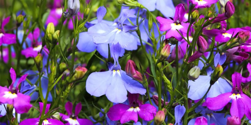 Hoa thúy điệp là giống hoa độc đáo, được yêu thích