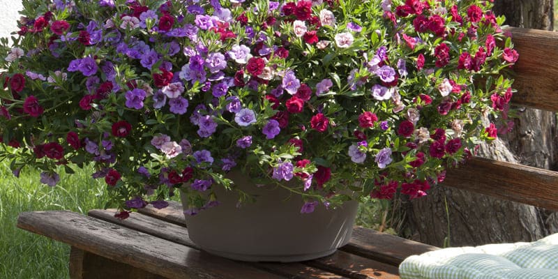 Hoa triệu chuông là giống hoa trang trí không gian đẹp mắt