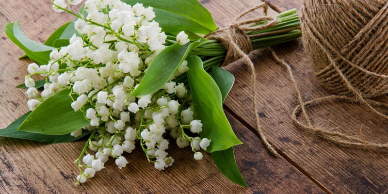 Linh lan như chiếc chuông gió nhỏ xinh