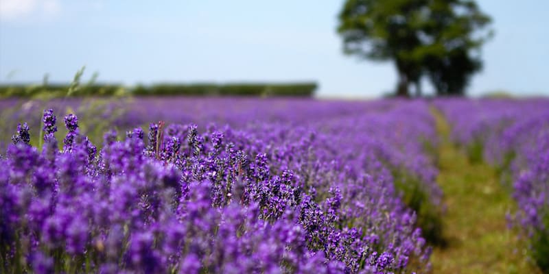 Lưu ý khi tiến hành chăm sóc hoa oải hương