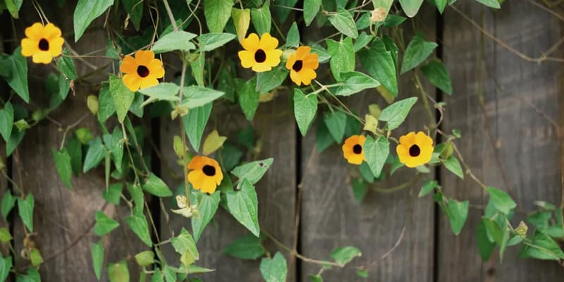 Phương thức trồng hoa mắt huyền đơn giản