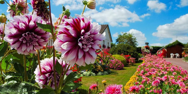 Thược dược giúp không gian trở nên nổi bật