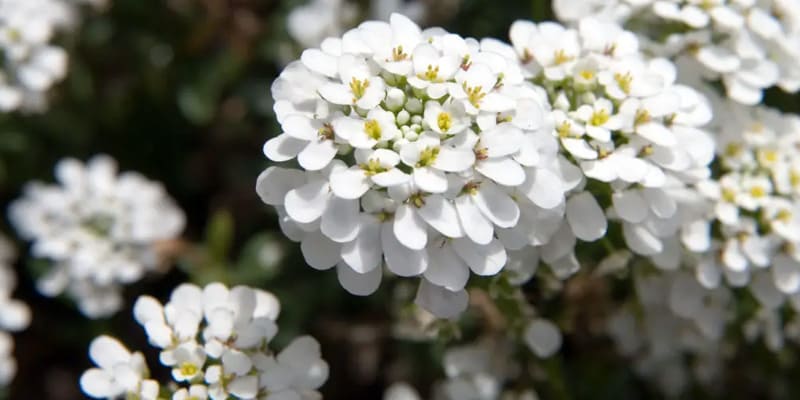 Trồng hoa bụi đường cần lưu ý tới nhiệt độ