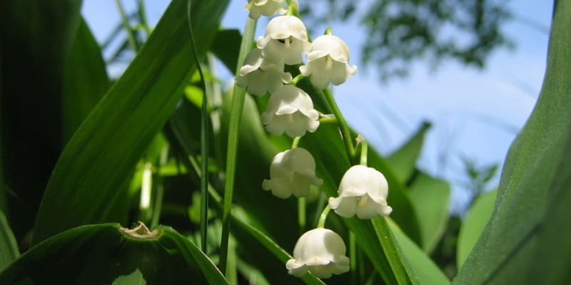 Trồng hoa linh lan bằng hạt dễ nảy mầm, mọc cây mới