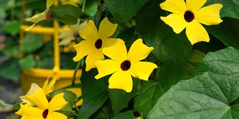 Trồng hoa mắt huyền tại vị trí có ánh sáng