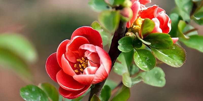 Cách thức trồng hoa thu hải đường bằng hạt