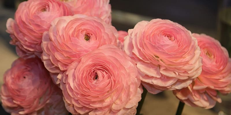 Cách ươm cây hoa mao lương dễ dàng