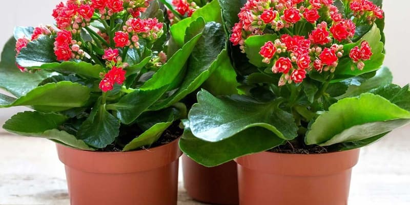 Cắm chậu hoa sống đời trang trí đẹp mắt