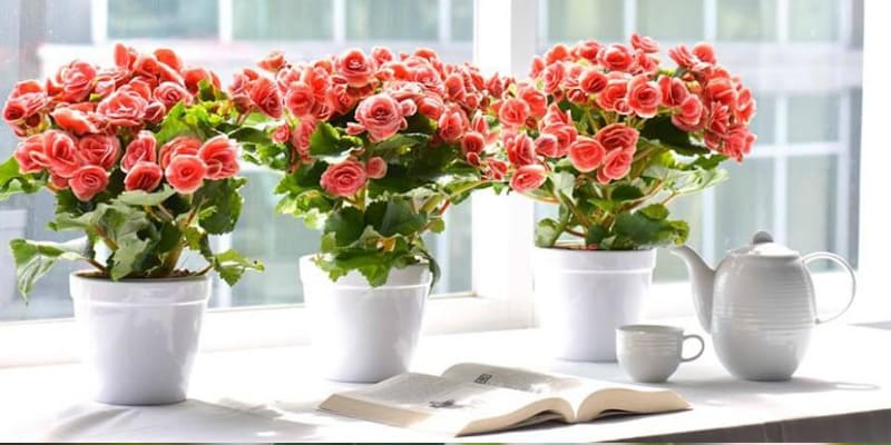 Cắm hoa thu hải đường đẹp mắt trong bình