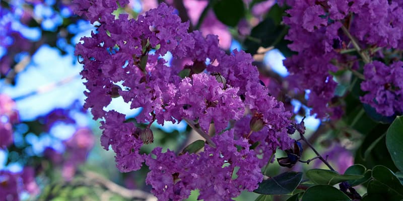 Cánh hoa bách hồng nhật màu tím độc đáo