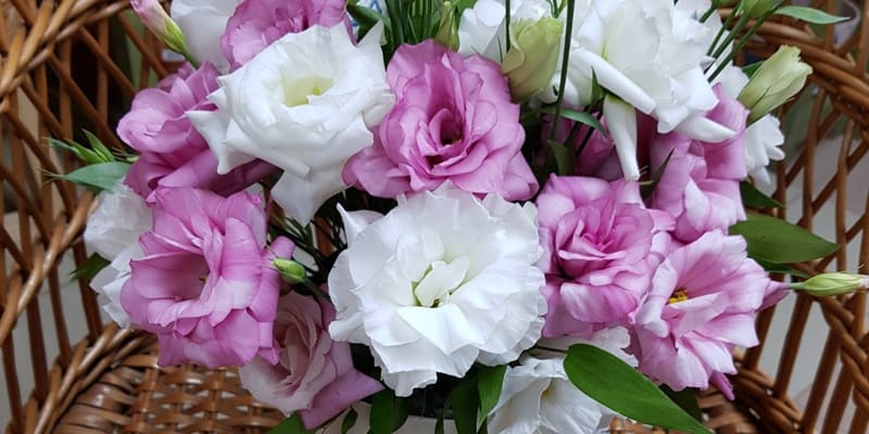 Cát tường thường được chọn sử dụng làm quà tặng