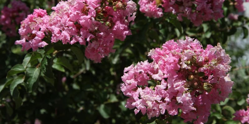 Câu chuyện tình về loài hoa tường vi