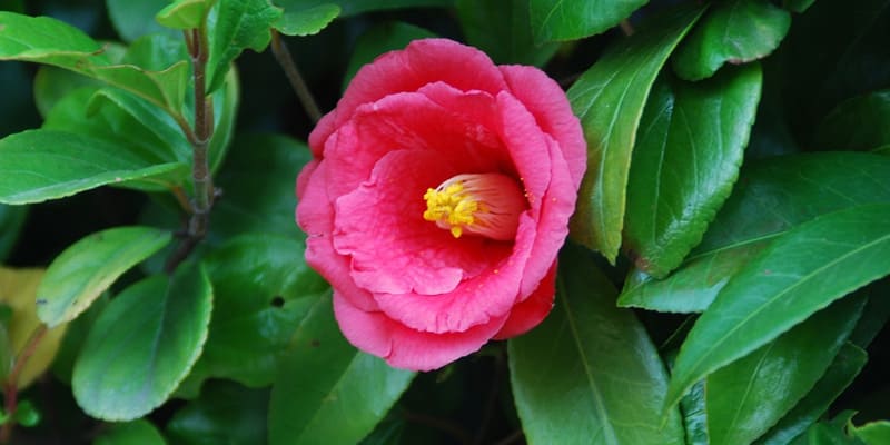 Câu chuyện ý nghĩa về giống hoa thu hải đường