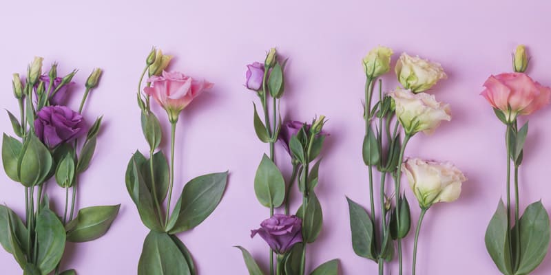 Câu chuyện ý nghĩa về hoa cát tường