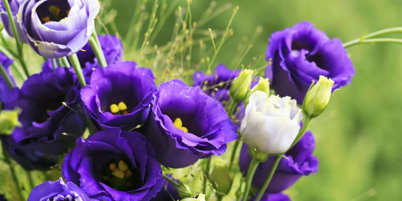 Cây cát tường được trồng phổ biến tại Đà Lạt