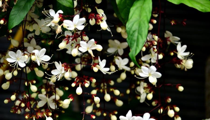 Dạ ngọc minh châu