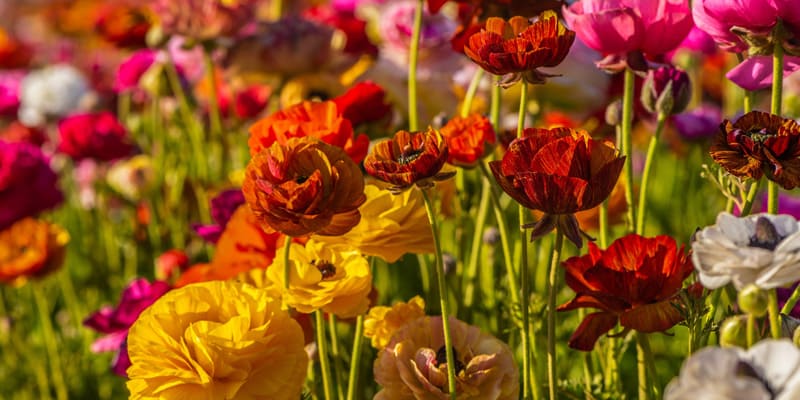 Cây hoa mao lương trồng từ củ