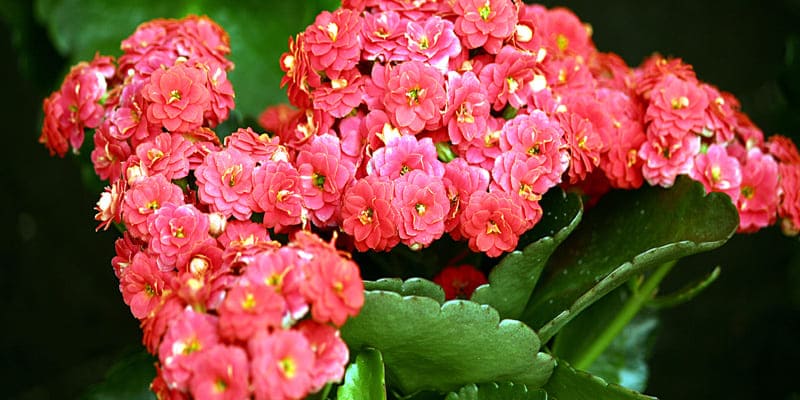 Cây lá bỏng có vẻ đẹp đặc biệt ấn tượng