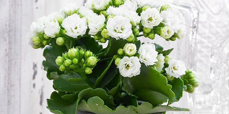 Cây lá bỏng được nhiều người yêu hoa gieo trồng