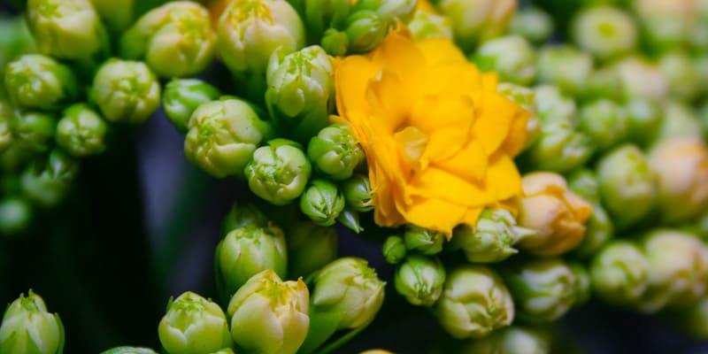 Hoa sống đời lá dài được nhiều người lựa chọn