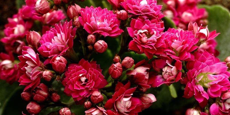 Cây lá bỏng rực rỡ trong tiết trời Xuân