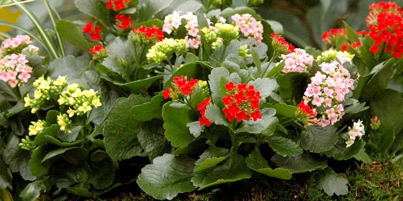 Cây lá bỏng tạo điểm nhấn cho ban công