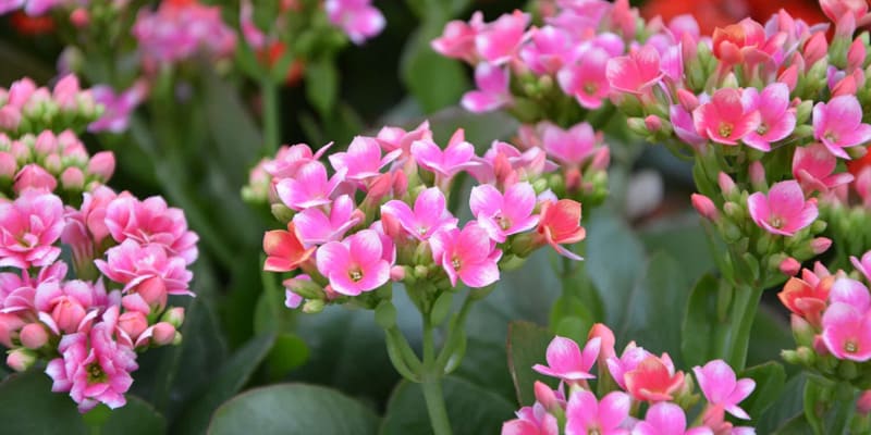 Cây lá bỏng trang trí đẹp mắt cho không gian