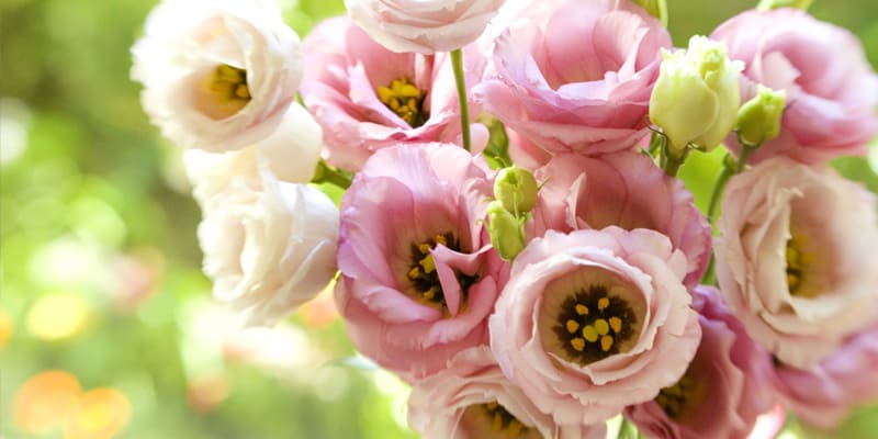 Cây tường lan tuyệt đẹp trong ánh mặt trời