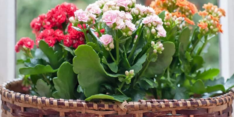 Chậu hoa lá bỏng mix nhiều màu